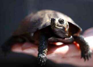 Unregulated Wild Animal Species Trade in the U.S.: Key Findings & Implications unregulated-wild-animal-species-trade-in-the-us-key-findings-mplications