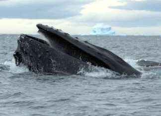 Urgent Need for Expanded Marine Protected Areas in the Southern Ocean urgent-need-for-expanded-marine-protected-areas-in-the-southern-ocean