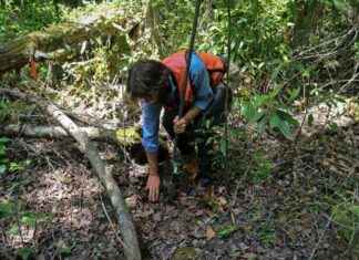 Virginia’s Transition: From Draining Peatlands to Carbon Sinks virginias-transition-from-draining-peatlands-to-carbon-sinks