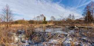 Beavers Transform Czech Wetlands Project – Eco-Friendly Solution beavers-transform-czech-wetlands-project-eco-friendly-solution