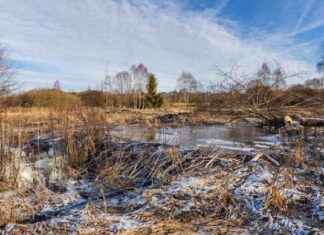 Beavers Transform Czech Wetlands Project – Eco-Friendly Solution beavers-transform-czech-wetlands-project-eco-friendly-solution