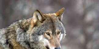 Benefits of Reintroducing Wolves to Scottish Highlands – Study benefits-of-reintroducing-wolves-to-scottish-highlands-study