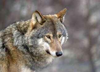 Benefits of Reintroducing Wolves to Scottish Highlands – Study benefits-of-reintroducing-wolves-to-scottish-highlands-study