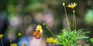 California Monarch Butterfly Population at Near-Record Low california-monarch-butterfly-population-at-near-record-low