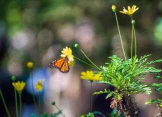 California Monarch Butterfly Population at Near-Record Low california-monarch-butterfly-population-at-near-record-low