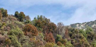 chiles-declining-forest-concerns-for-scientists-and-conservation