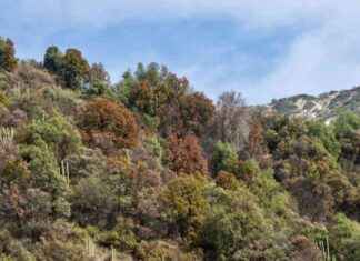 Chile’s Declining Forest: Concerns for Scientists and Conservation chiles-declining-forest-concerns-for-scientists-and-conservation