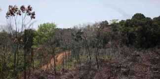 Colombia Reports 35% Surge in Deforestation at COP16 colombia-reports-35-surge-in-deforestation-at-cop16