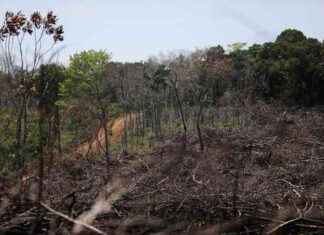 Colombia Reports 35% Surge in Deforestation at COP16 colombia-reports-35-surge-in-deforestation-at-cop16
