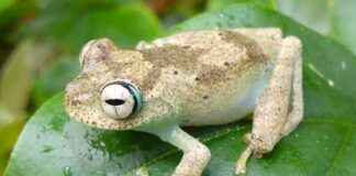 Conservation Funding Favors Large Vertebrates Over Lesser-Known Species conservation-funding-favors-large-vertebrates-over-lesser-known-species