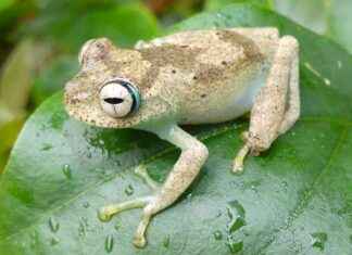 Conservation Funding Favors Large Vertebrates Over Lesser-Known Species conservation-funding-favors-large-vertebrates-over-lesser-known-species