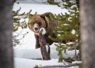 Efforts to Remove Grizzlies from Endangered Species List – Inside Climate News efforts-to-remove-grizzlies-from-endangered-species-list-nside-climate-news