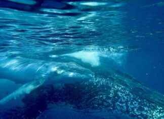Humpback Whale Song Similar to Human Language: Study humpback-whale-song-similar-to-human-language-study