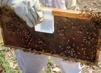 Low-Cost Beehive Sensors to Save Honeybee Colonies – EcoWatch low-cost-beehive-sensors-to-save-honeybee-colonies-ecowatch