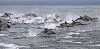 massive-dolphin-superpod-delights-off-california-coast