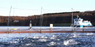 massive-salmon-escape-threatens-norwegian-wild-fish-population