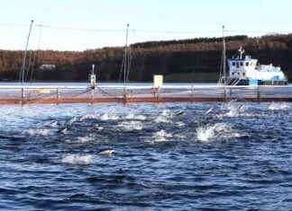 Massive Salmon Escape Threatens Norwegian Wild Fish Population massive-salmon-escape-threatens-norwegian-wild-fish-population