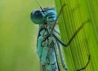 Metal Pollution Reduction Boosts Biodiversity in English Rivers metal-pollution-reduction-boosts-biodiversity-in-english-rivers