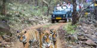 India’s Tiger Population Doubled Due to Conservation Efforts – EcoWatch ndias-tiger-population-doubled-due-to-conservation-efforts-ecowatch