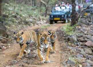 India’s Tiger Population Doubled Due to Conservation Efforts – EcoWatch ndias-tiger-population-doubled-due-to-conservation-efforts-ecowatch