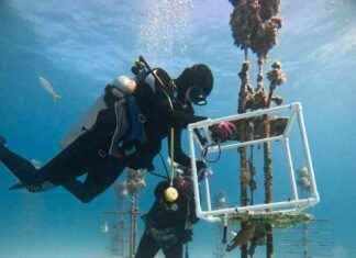 New Feeding Tool for Coral Reef Restoration – Eco-Friendly Solution new-feeding-tool-for-coral-reef-restoration-eco-friendly-solution