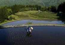 New Methane-Reducing Rice Variety: Less Gassy Paddies new-methane-reducing-rice-variety-less-gassy-paddies
