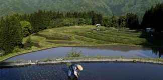 New Methane-Reducing Rice Variety: Less Gassy Paddies new-methane-reducing-rice-variety-less-gassy-paddies