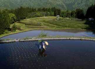 New Methane-Reducing Rice Variety: Less Gassy Paddies new-methane-reducing-rice-variety-less-gassy-paddies