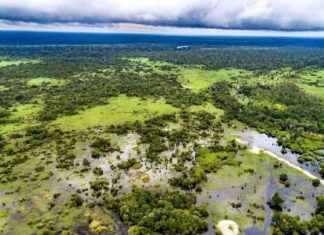 Preserving Peatland and Mangroves Cuts Southeast Asia Emissions by Half preserving-peatland-and-mangroves-cuts-southeast-asia-emissions-by-half