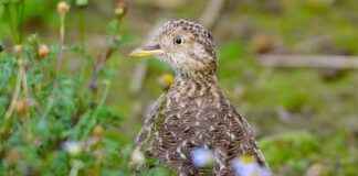 Rare Sighting of Plains-Wanderer in Australia After 30 Years rare-sighting-of-plains-wanderer-in-australia-after-30-years