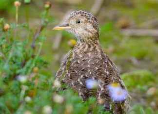 Rare Sighting of Plains-Wanderer in Australia After 30 Years rare-sighting-of-plains-wanderer-in-australia-after-30-years