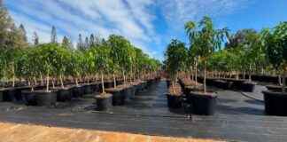 Rebuilding Communities After Wildfires: Essential Steps for Recovery rebuilding-communities-after-wildfires-essential-steps-for-recovery