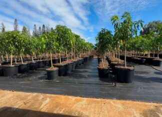 Rebuilding Communities After Wildfires: Essential Steps for Recovery rebuilding-communities-after-wildfires-essential-steps-for-recovery