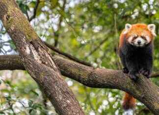 Richest Nations Driving Extinction Through Agricultural and Forestry Imports richest-nations-driving-extinction-through-agricultural-and-forestry-mports