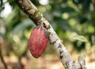 Rising Temperatures Drive Up Valentine’s Day Chocolate Prices rising-temperatures-drive-up-valentines-day-chocolate-prices