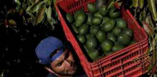 Solving America’s Avocado Obsession: Protecting Mexico’s Forests solving-americas-avocado-obsession-protecting-mexicos-forests