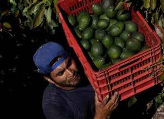 Solving America’s Avocado Obsession: Protecting Mexico’s Forests solving-americas-avocado-obsession-protecting-mexicos-forests