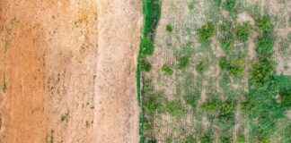 Study: Land Restoration Success Needs  study-land-restoration-success-needs-027-global-gdp-eco-friendly