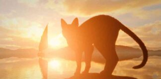 surviving-the-end-flow-film-shows-cats-perspective