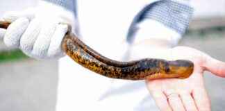 Threat to $5 Billion Great Lakes Fishery: Federal Firings threat-to-5-billion-great-lakes-fishery-federal-firings