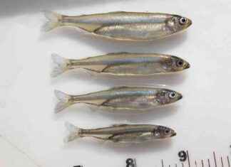 Trump Blames Delta Smelt: Impact on Endangered Species trump-blames-delta-smelt-mpact-on-endangered-species