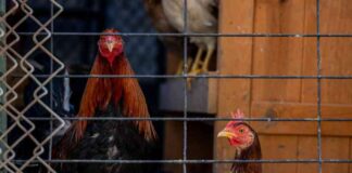 trumps-cdc-data-sharing-policy-mpact-on-bird-flu-readiness