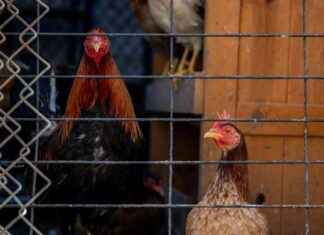 Trump’s CDC Data Sharing Policy Impact on Bird Flu Readiness trumps-cdc-data-sharing-policy-mpact-on-bird-flu-readiness