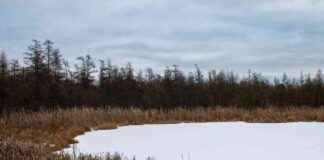 Unlocking Climate Solutions: Restoring Bogs for Carbon Sequestration unlocking-climate-solutions-restoring-bogs-for-carbon-sequestration