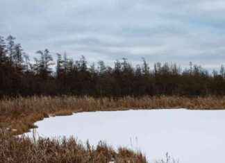 Unlocking Climate Solutions: Restoring Bogs for Carbon Sequestration unlocking-climate-solutions-restoring-bogs-for-carbon-sequestration