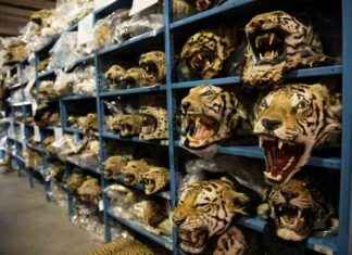 US Wildlife Trade: Billions of Animals Imported, Fueling Global Market us-wildlife-trade-billions-of-animals-mported-fueling-global-market