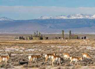 Veteran Oil and Gas Lobbyist Nominated to Lead BLM: Wildlife and Renewable Energy Concerns veteran-oil-and-gas-lobbyist-nominated-to-lead-blm-wildlife-and-renewable-energy-concerns