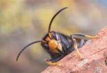 1,400 Species Found in Asian Hornets’ Guts – EcoWatch Study 1400-species-found-in-asian-hornets-guts-ecowatch-study