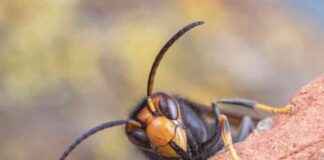 1,400 Species Found in Asian Hornets’ Guts – EcoWatch Study 1400-species-found-in-asian-hornets-guts-ecowatch-study