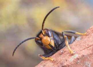 1,400 Species Found in Asian Hornets’ Guts – EcoWatch Study 1400-species-found-in-asian-hornets-guts-ecowatch-study